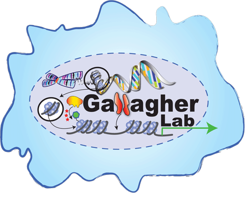 Gallagher-Lab-full