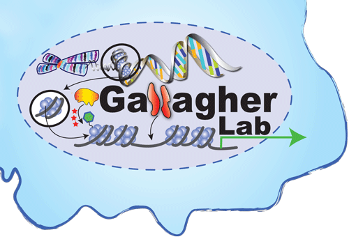 Gallagher-Lab